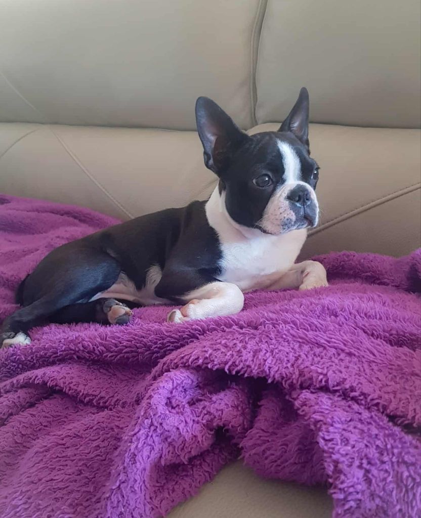 Volka du rêve de l'élégance