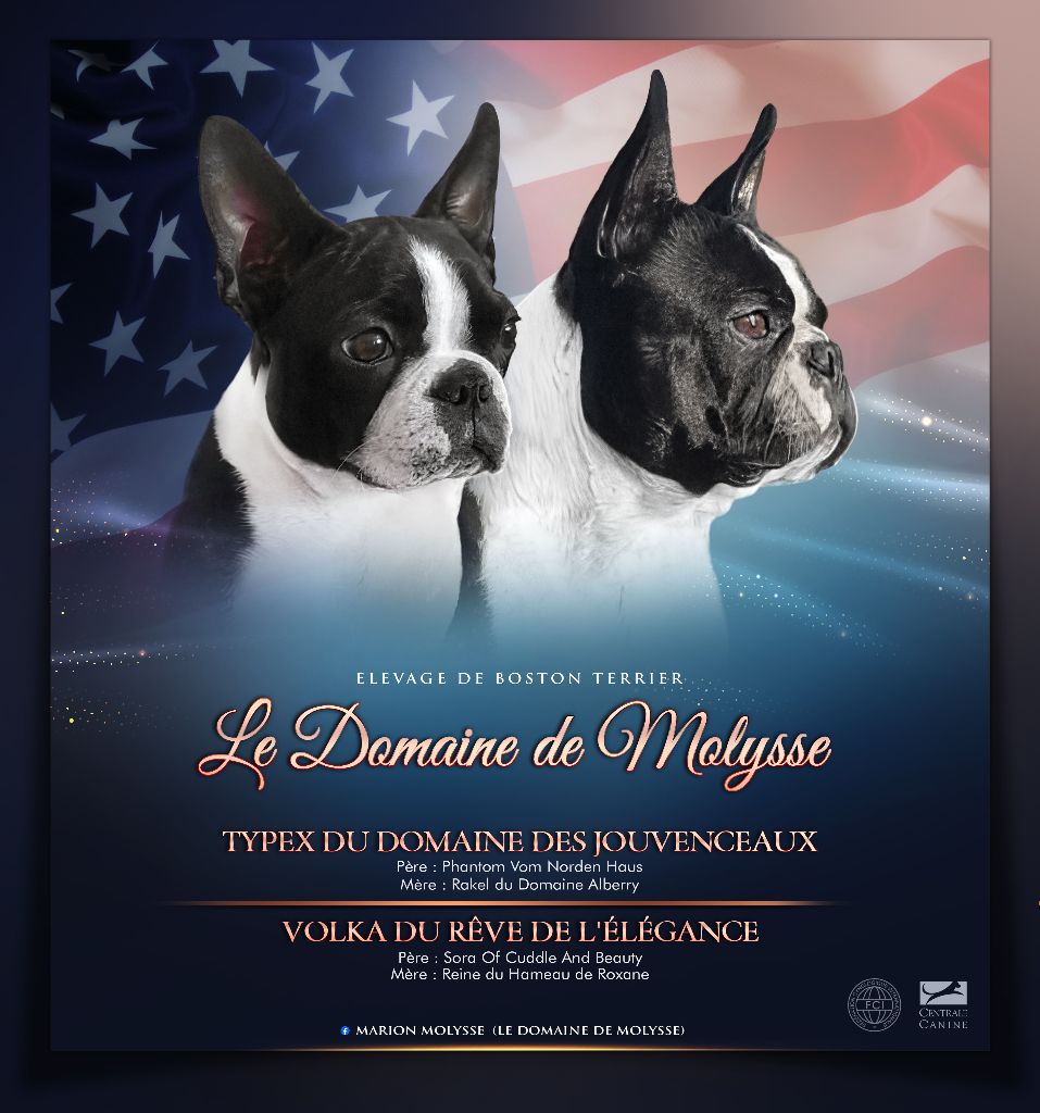 Marion Fayolle - Boston Terrier - Portée née le 01/10/2025